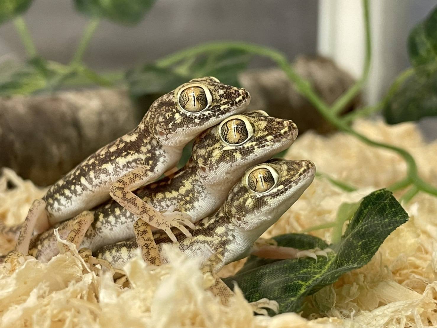 ギャラリー Piccolo Zoo