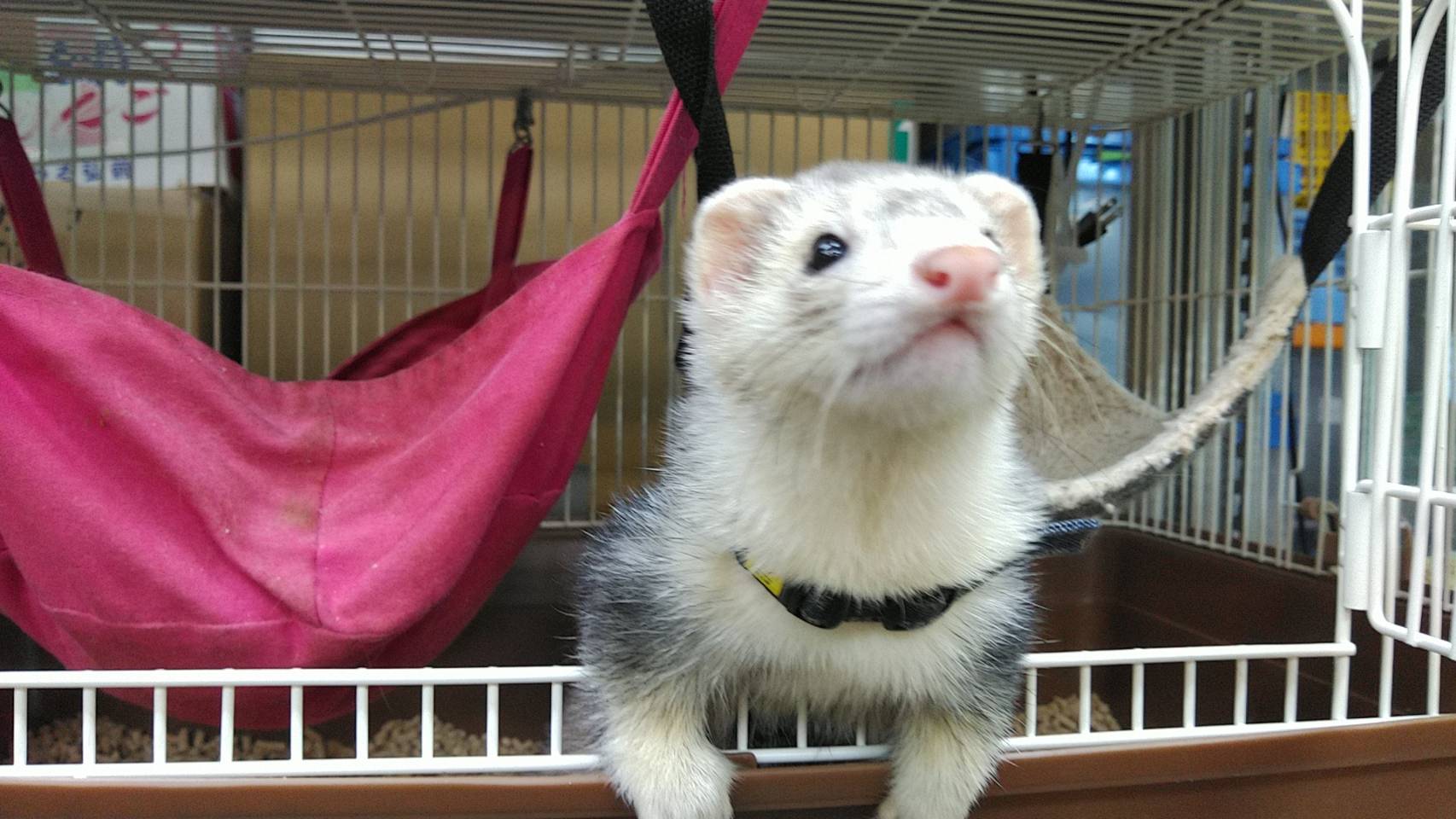 おくちゃん Piccolo Zoo