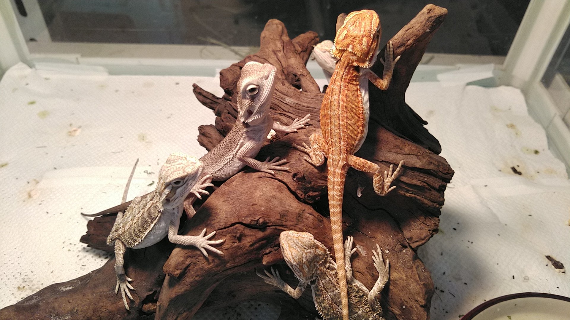 システム案内 - Piccolo Zoo