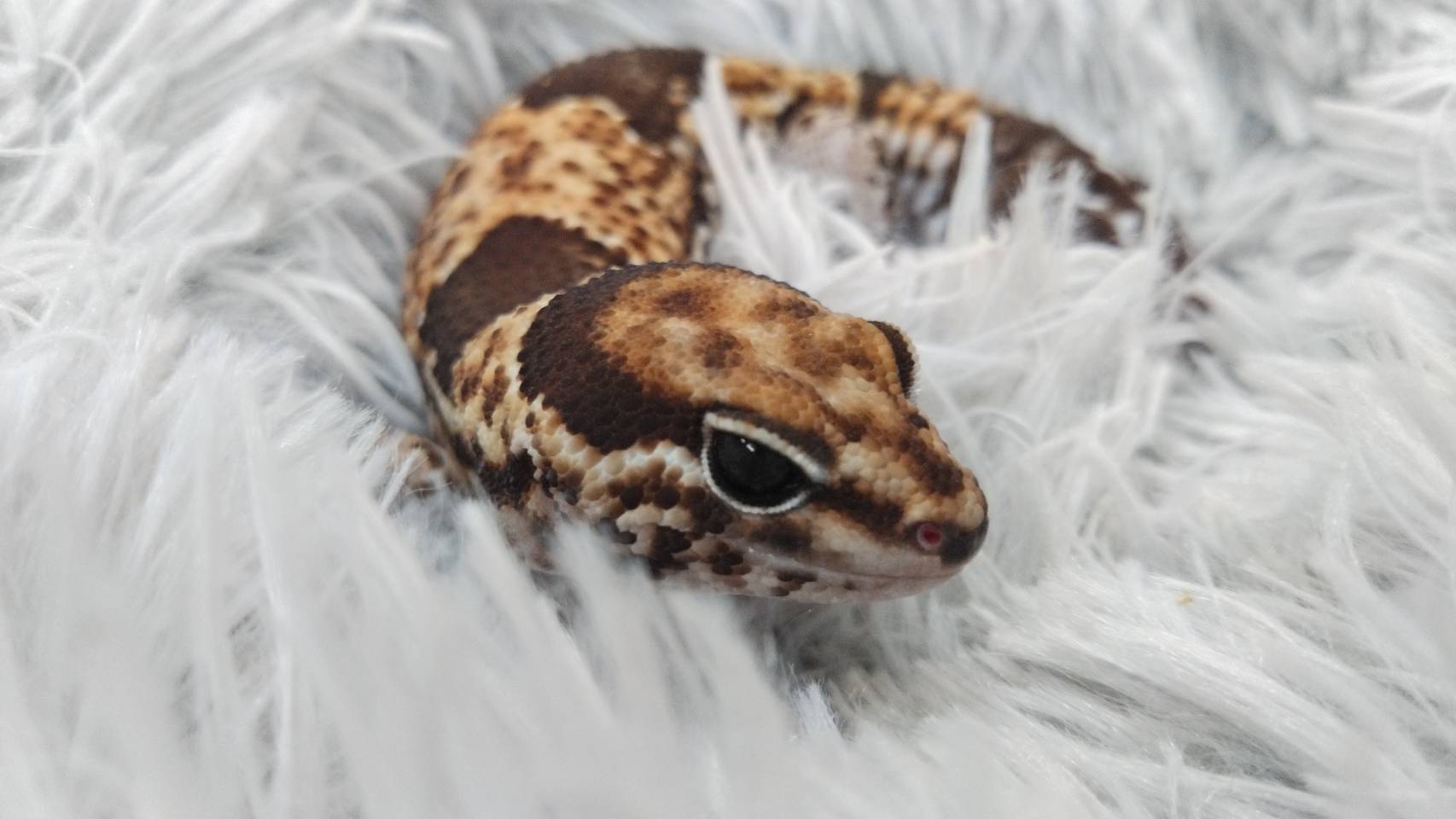 爬虫類 アーカイブ - Piccolo Zoo